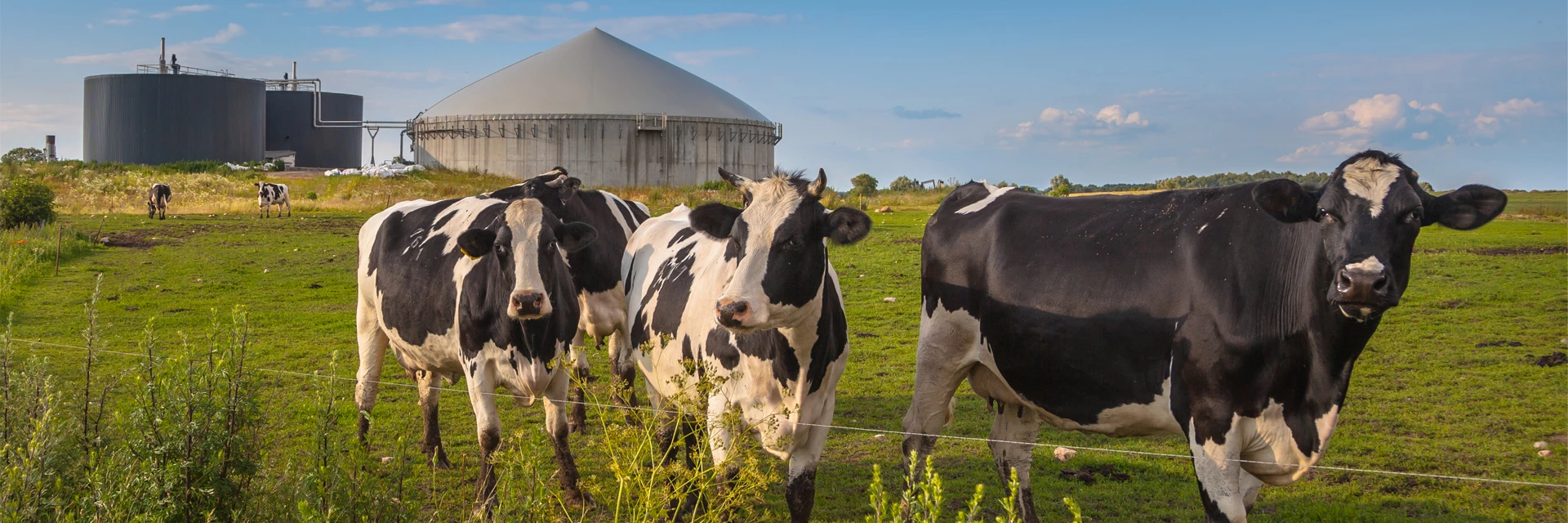 Biogas purification