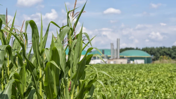 Biogas plant behind a corn field. Selective focus on thecorn. Selective focus on the corn.