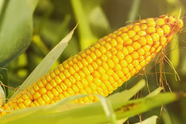 Ethanol und Biokraftstoffe