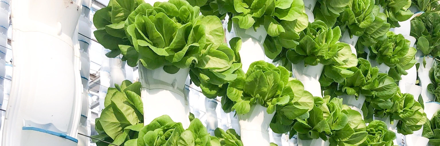 EcoY - Vertical farming