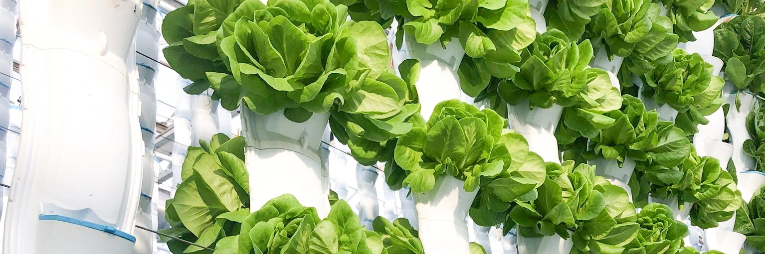 EcoY - Vertical farming