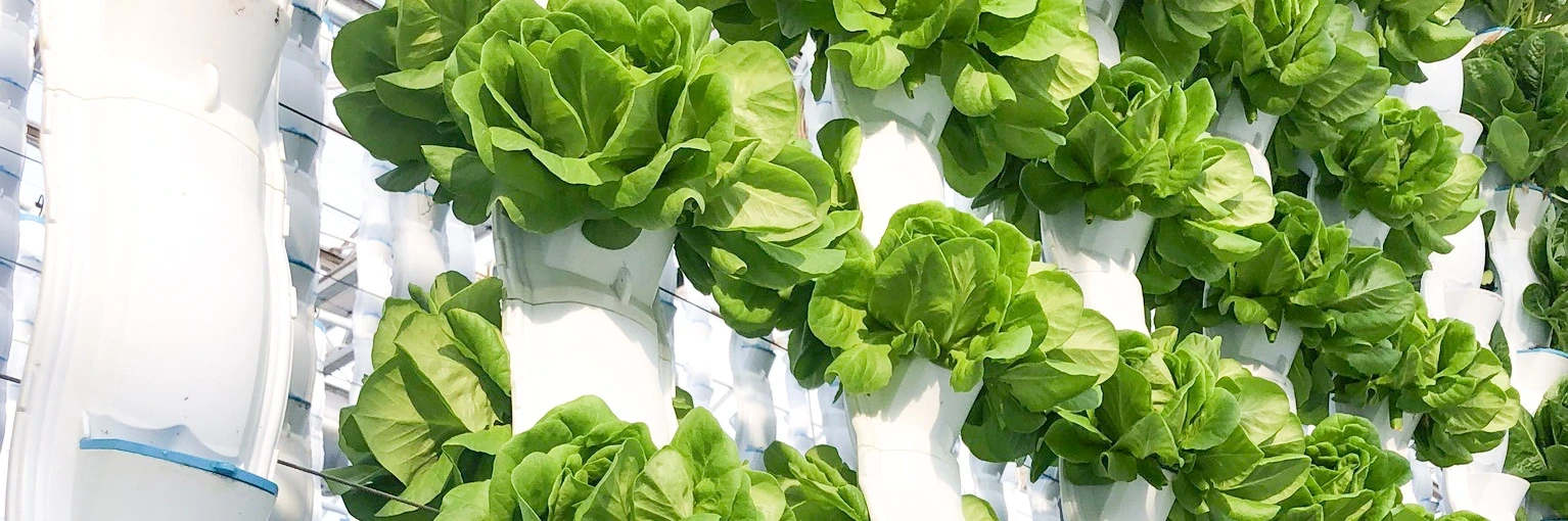 EcoY - Vertical farming