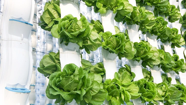 EcoY - Vertical farming
