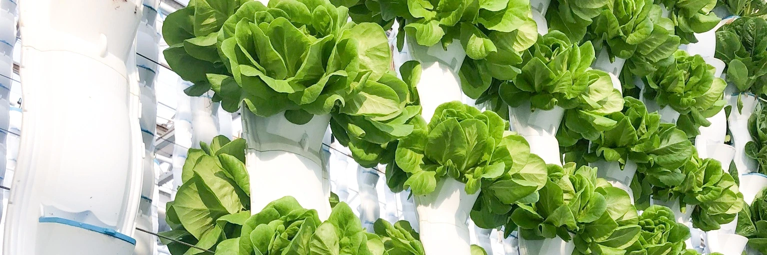 EcoY - Vertical farming