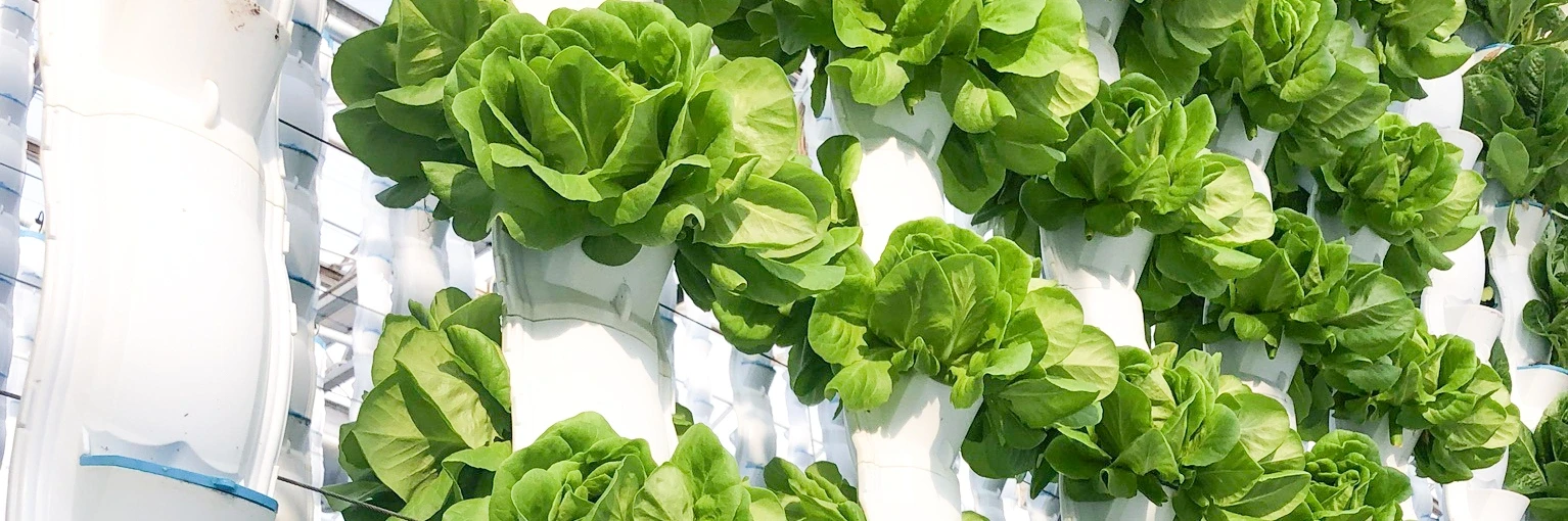EcoY - Vertical farming