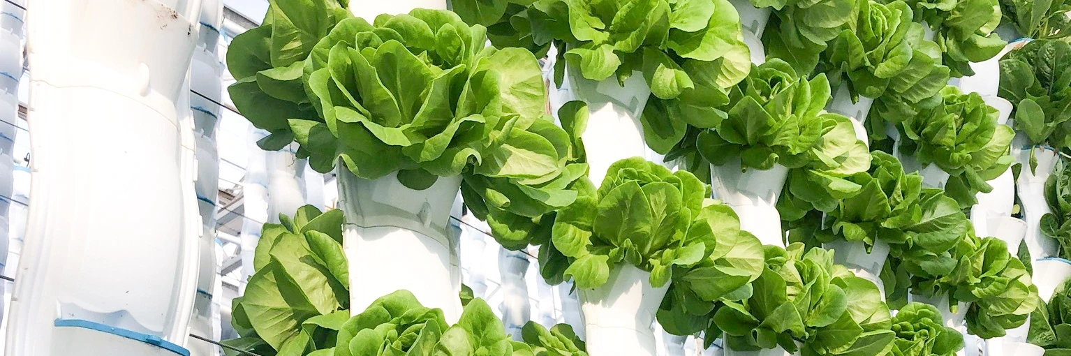 EcoY - Vertical farming
