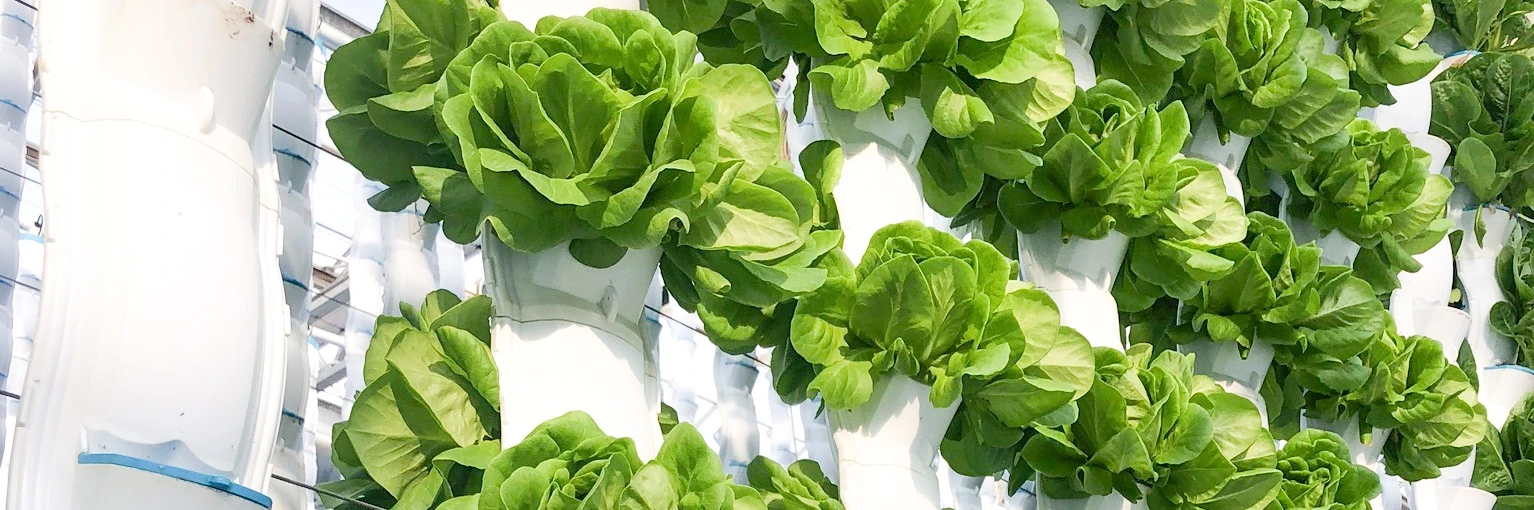 EcoY - Vertical farming