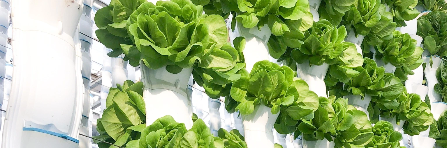 EcoY - Vertical farming