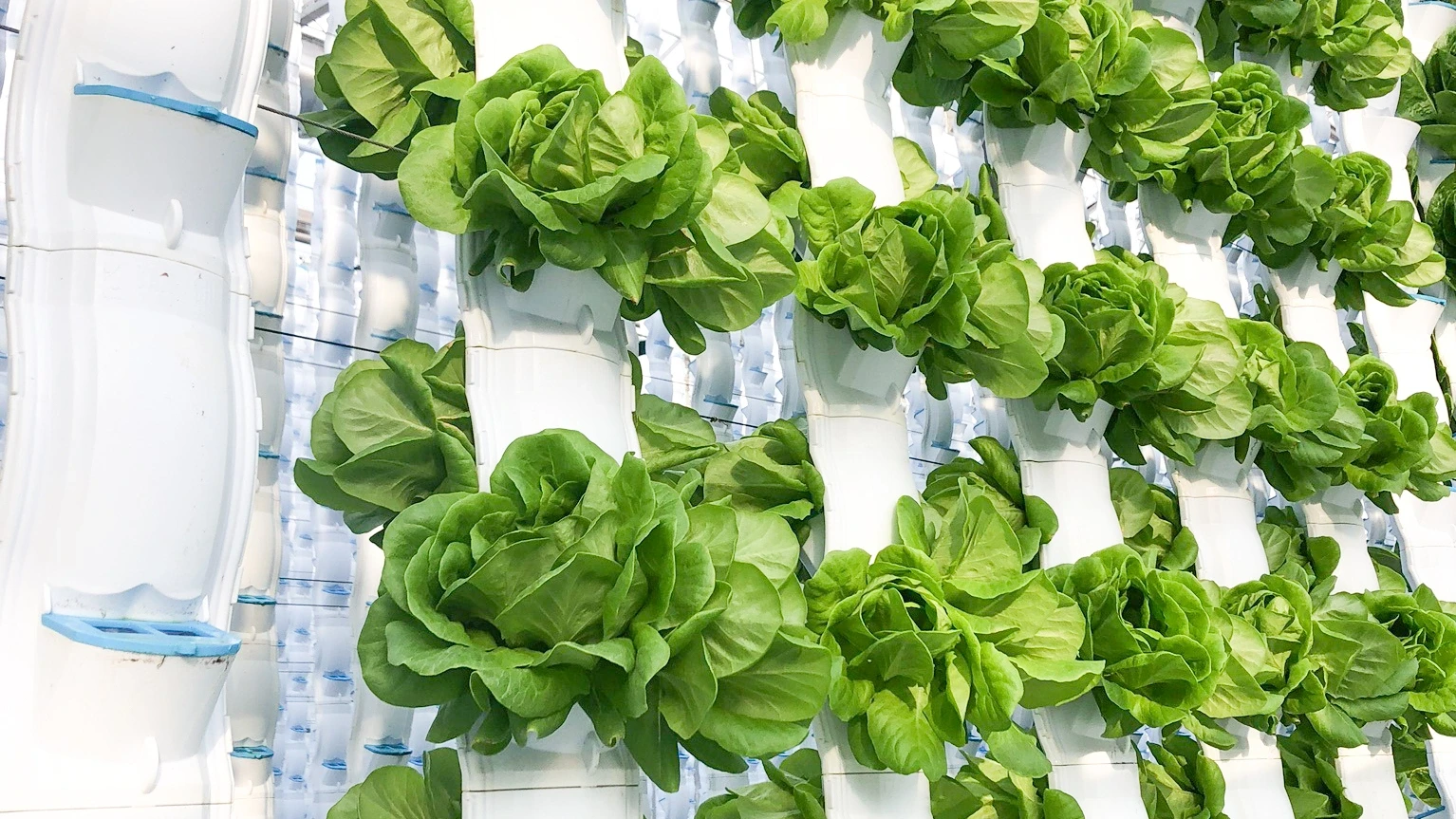 EcoY - Vertical farming