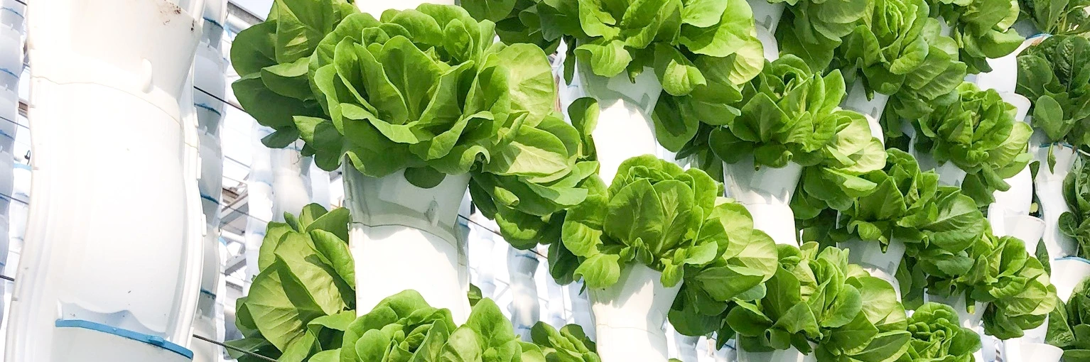 EcoY - Vertical farming