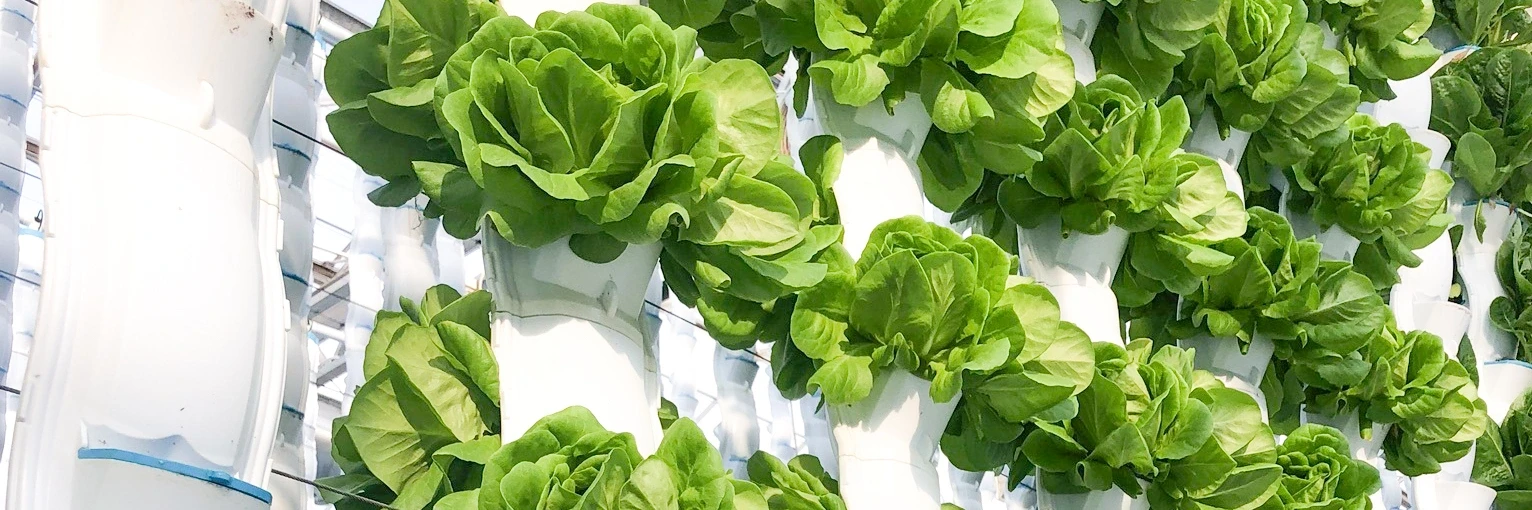 EcoY - Vertical farming