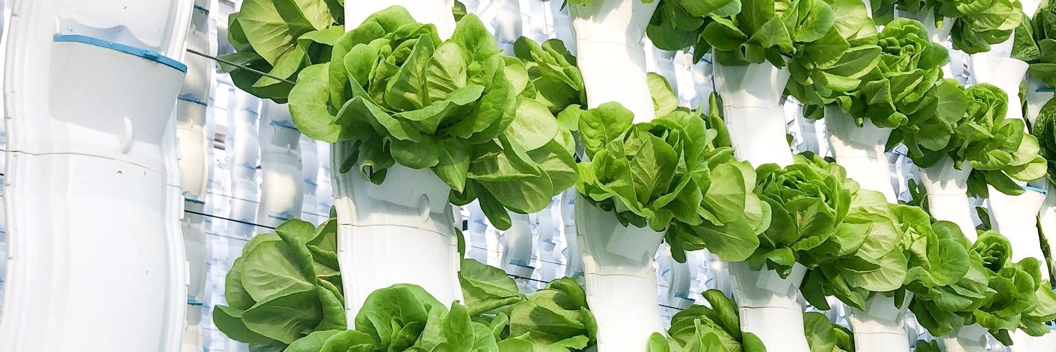 EcoY - Vertical farming